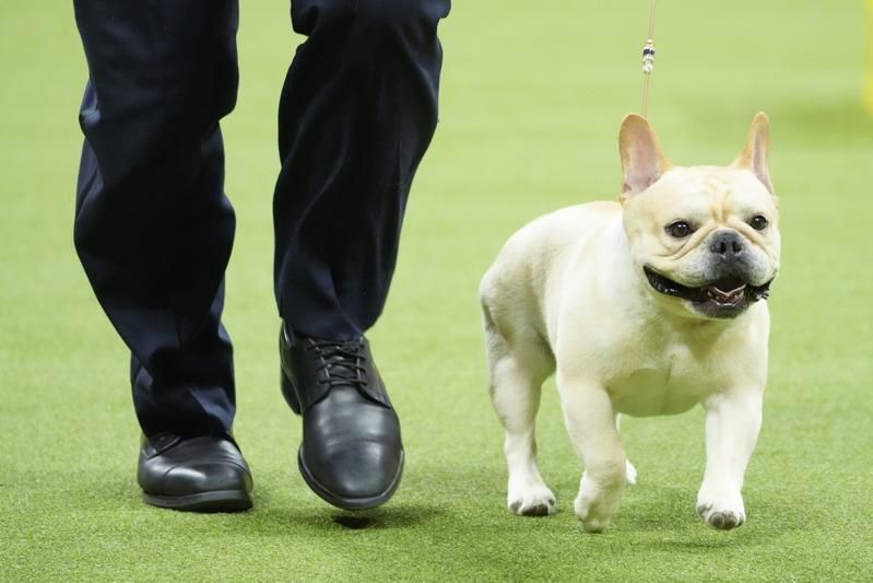 最受欢迎纯种狗 法国斗牛犬连3霸 这犬种来势汹汹